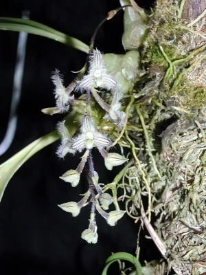 Bild von Bulbophyllum lindleyanum 3